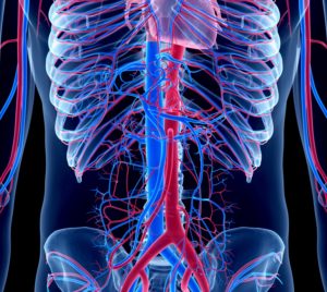 The-human-vascular-system-300x268